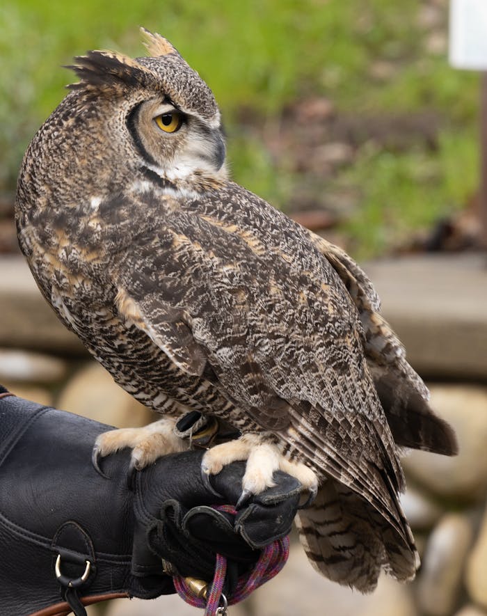 A large owl sitting on a person's hand